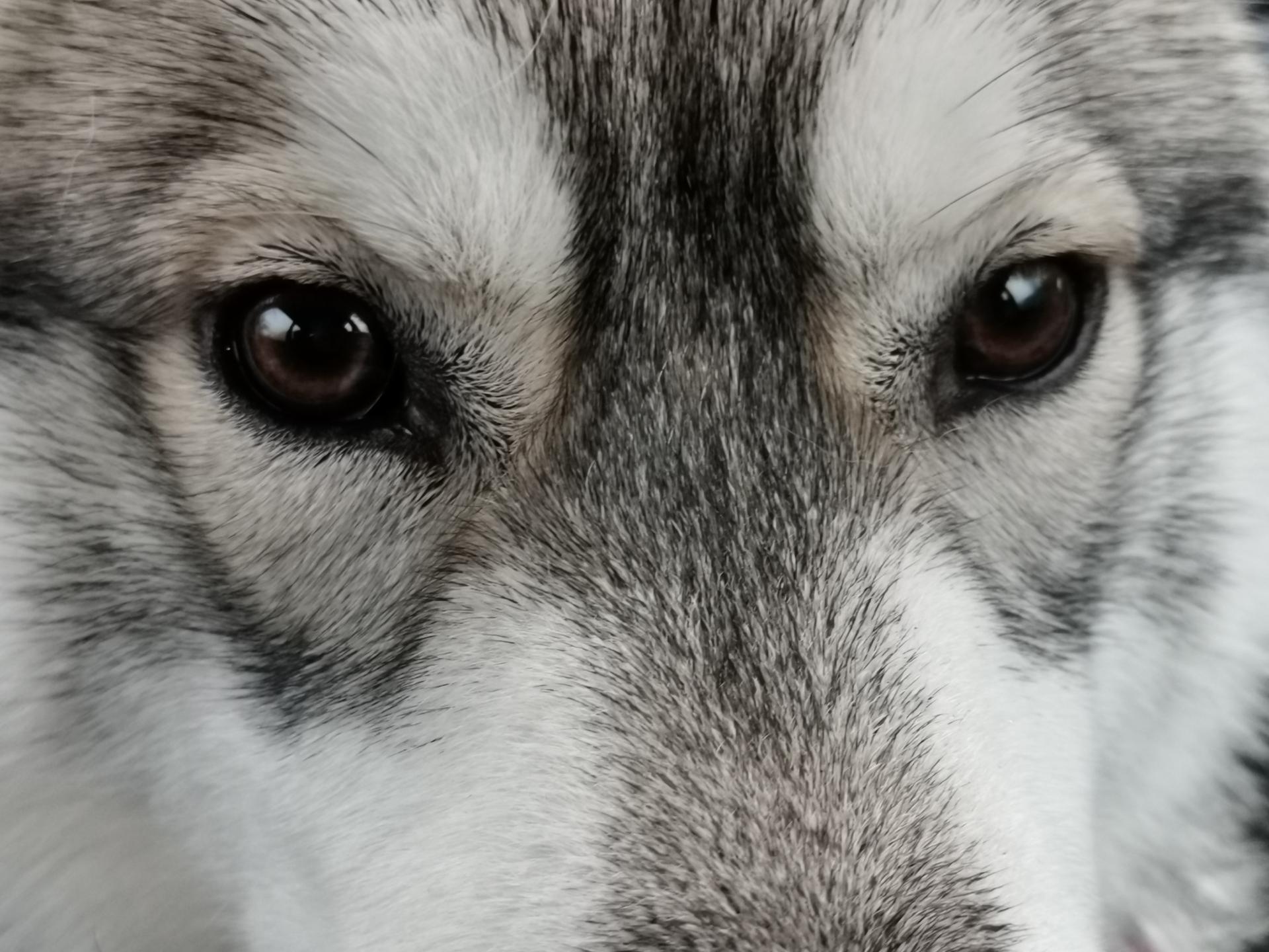 tété de husky
