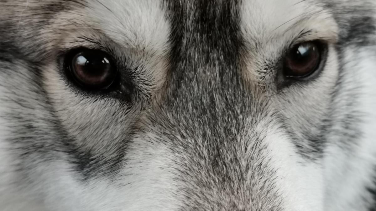 tête de husky chez Pixapa