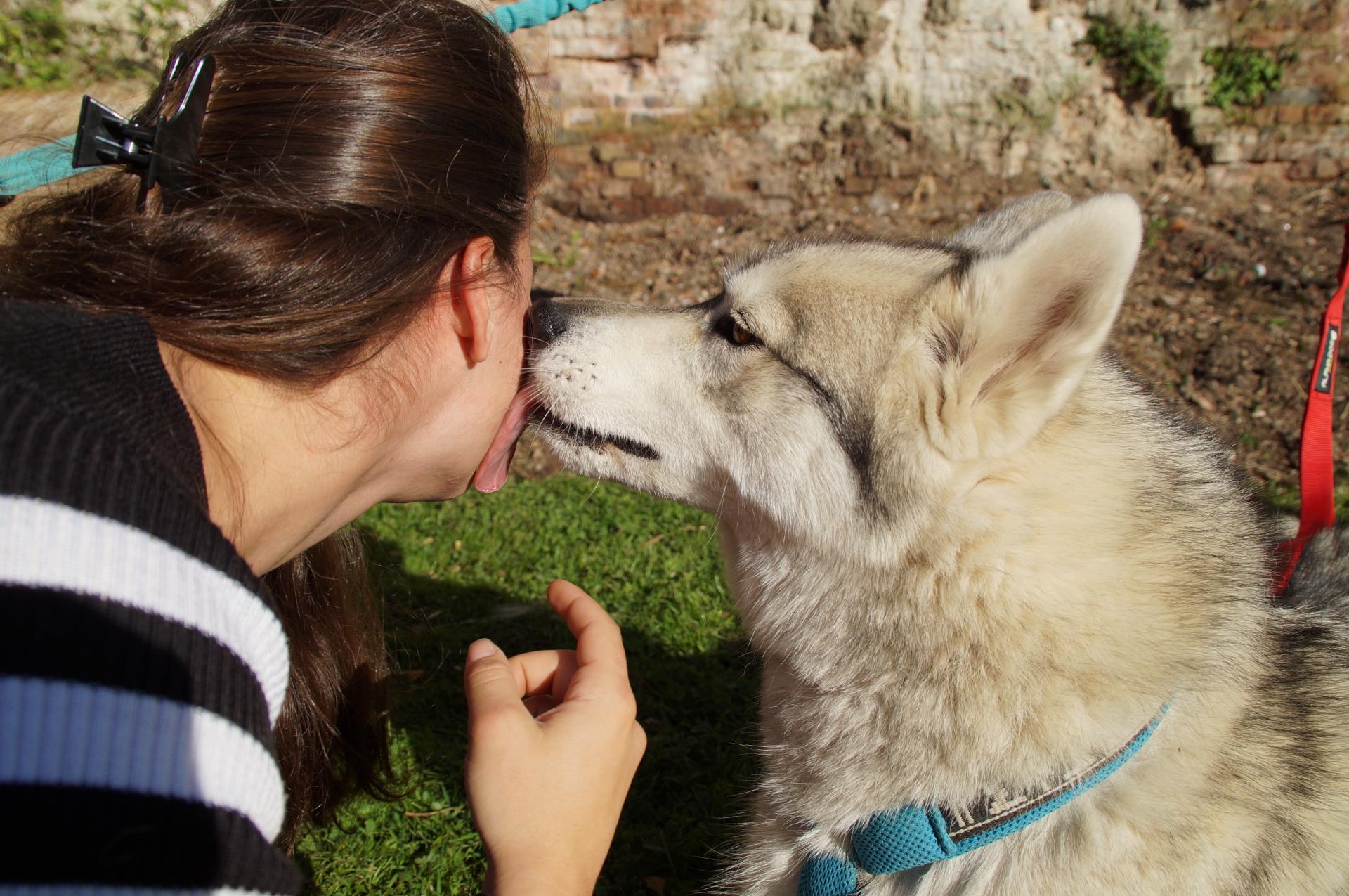 Bisous husky gris