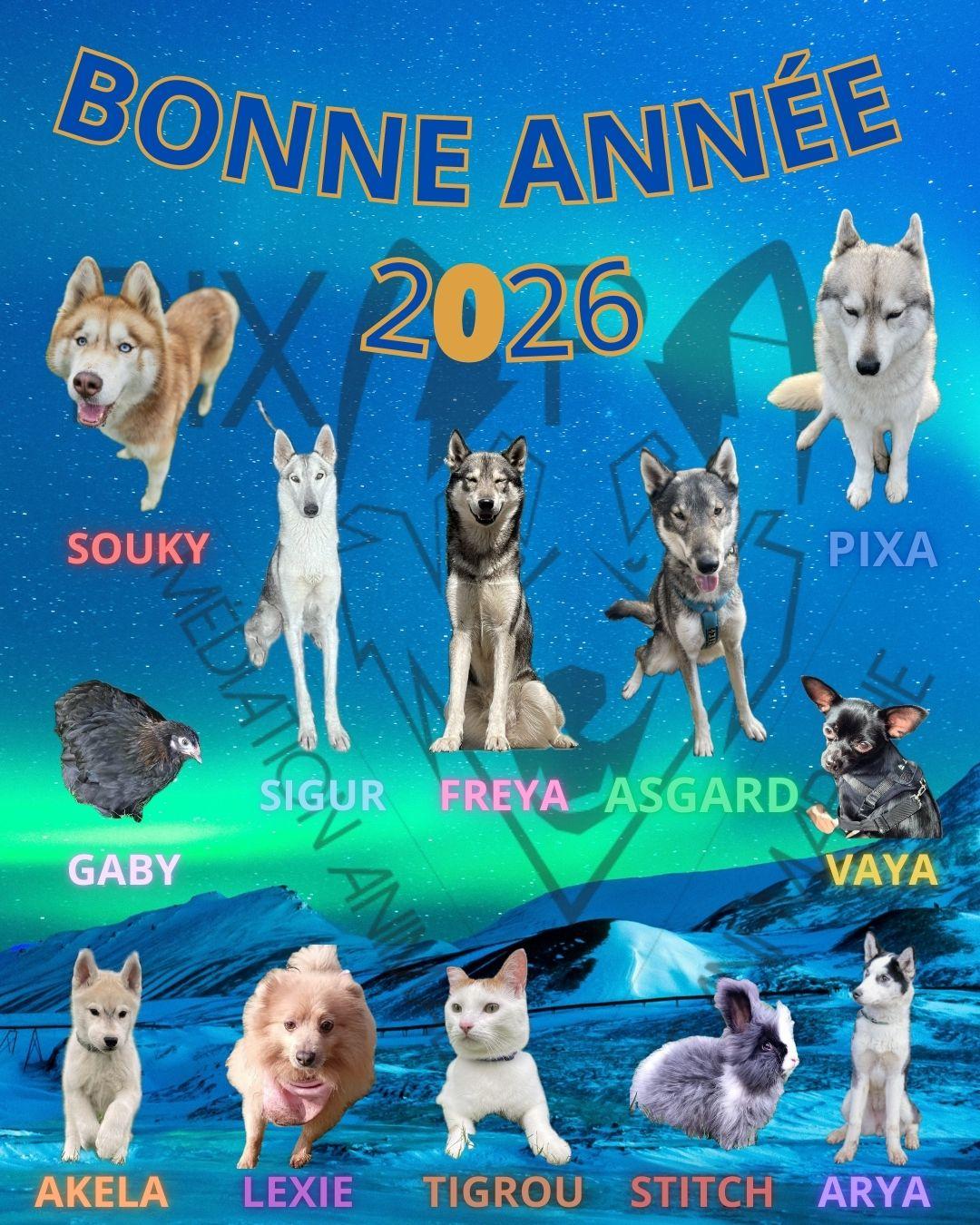 Bonne année 2026 Pixapa mediation animale