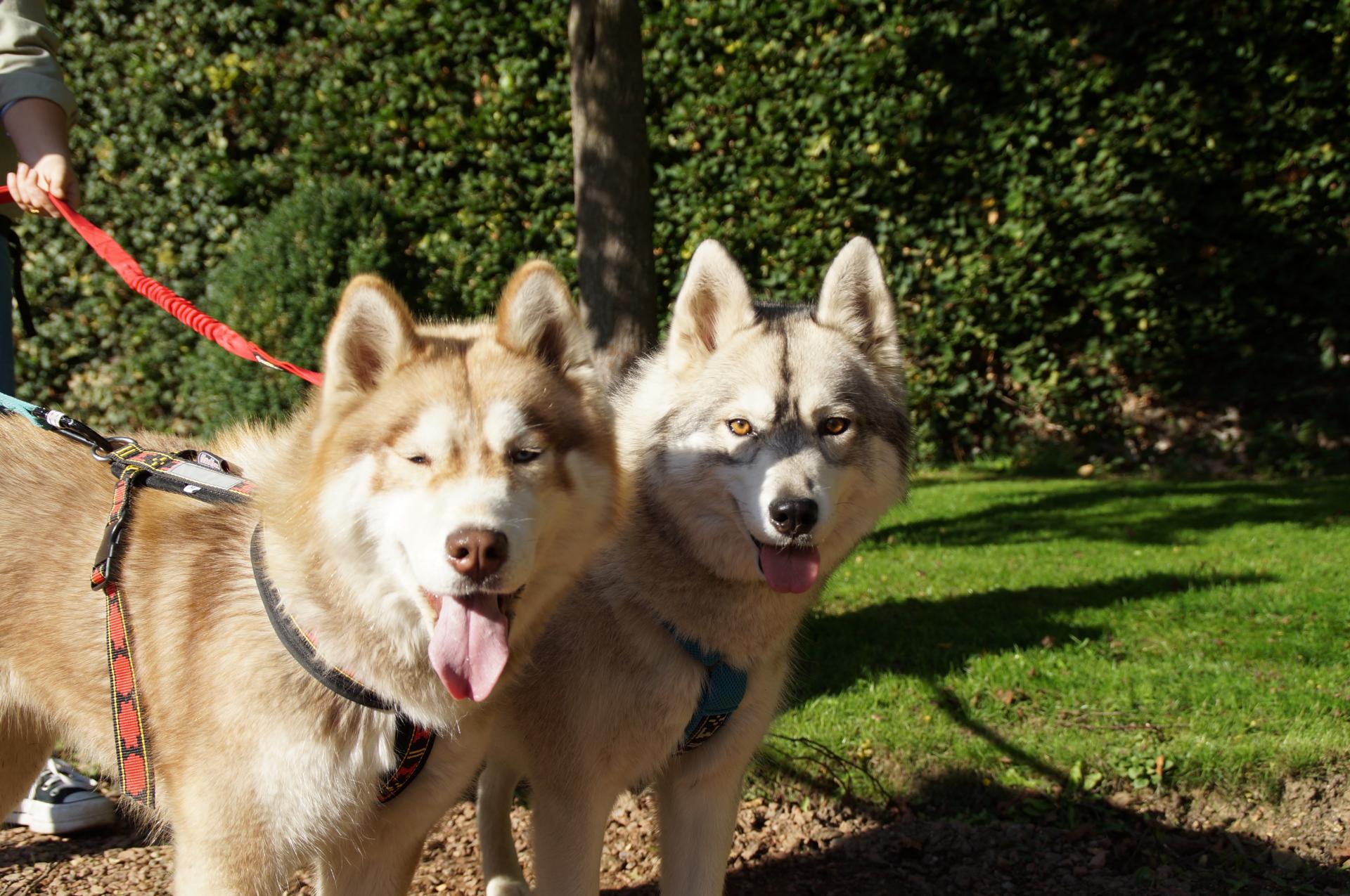 Deux husky jardin public