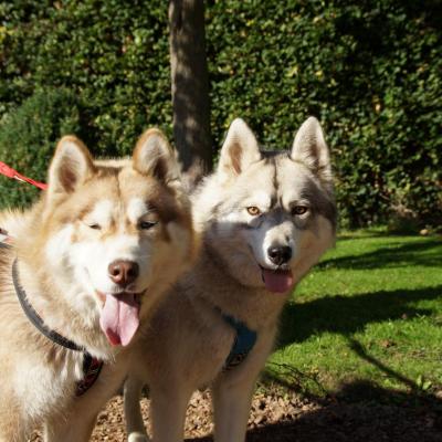 Deux husky jardin public