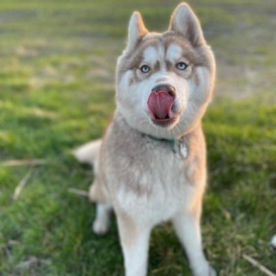 Husky gris tire langue