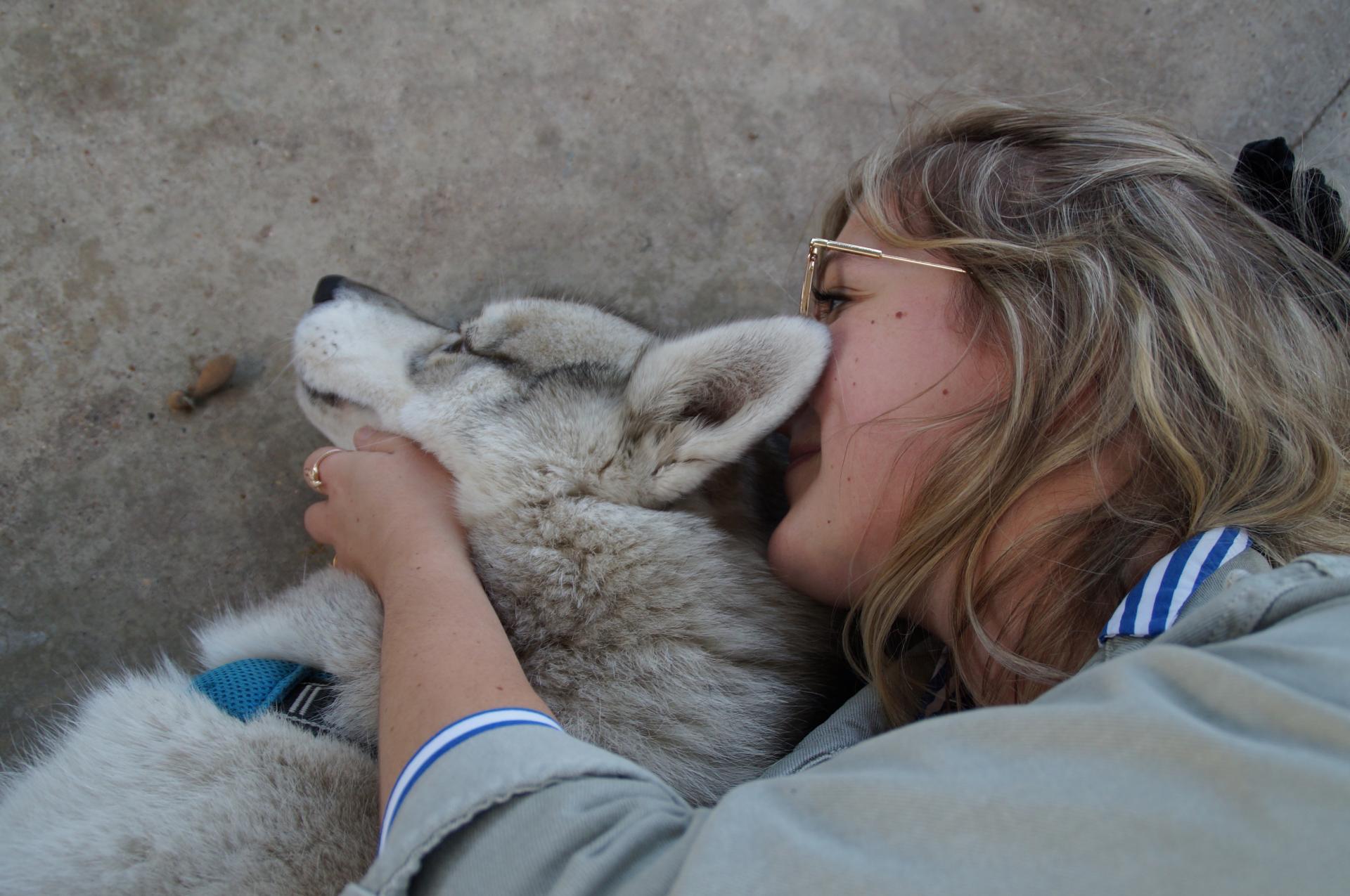 Me diation animal husky