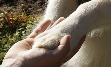 Patte husky