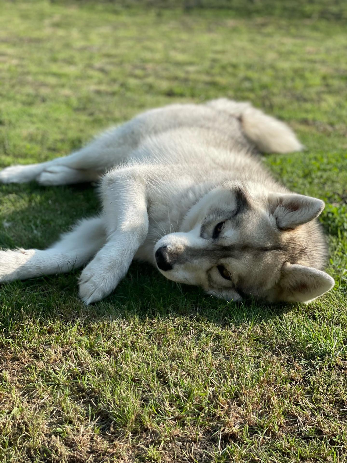 Pixa husky jeune
