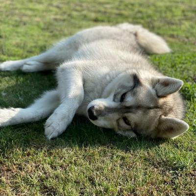 Pixa husky jeune