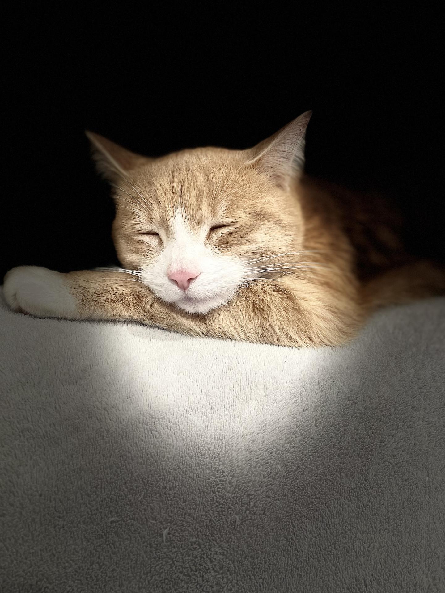 chat roux mâle