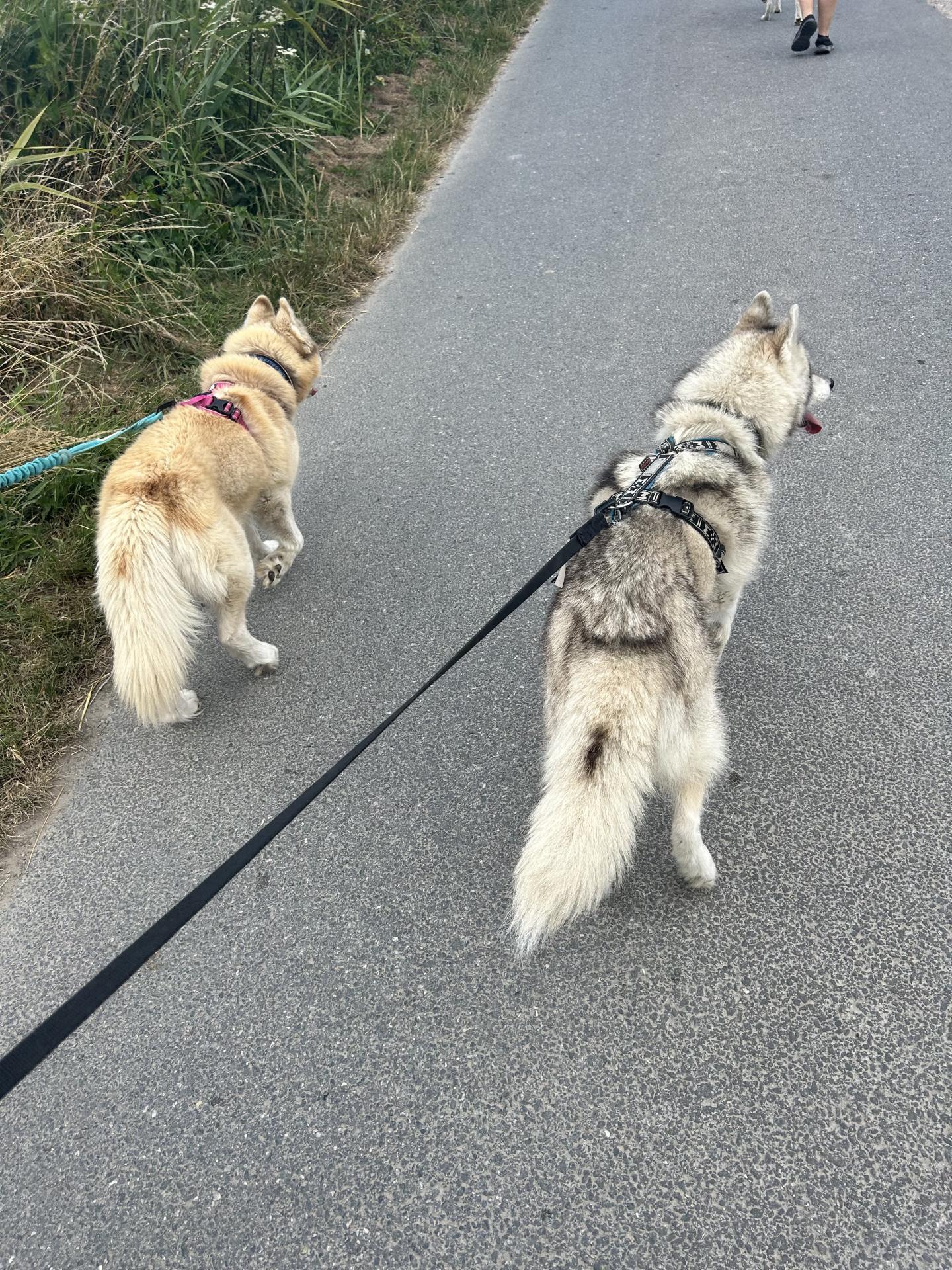 cani marche husky