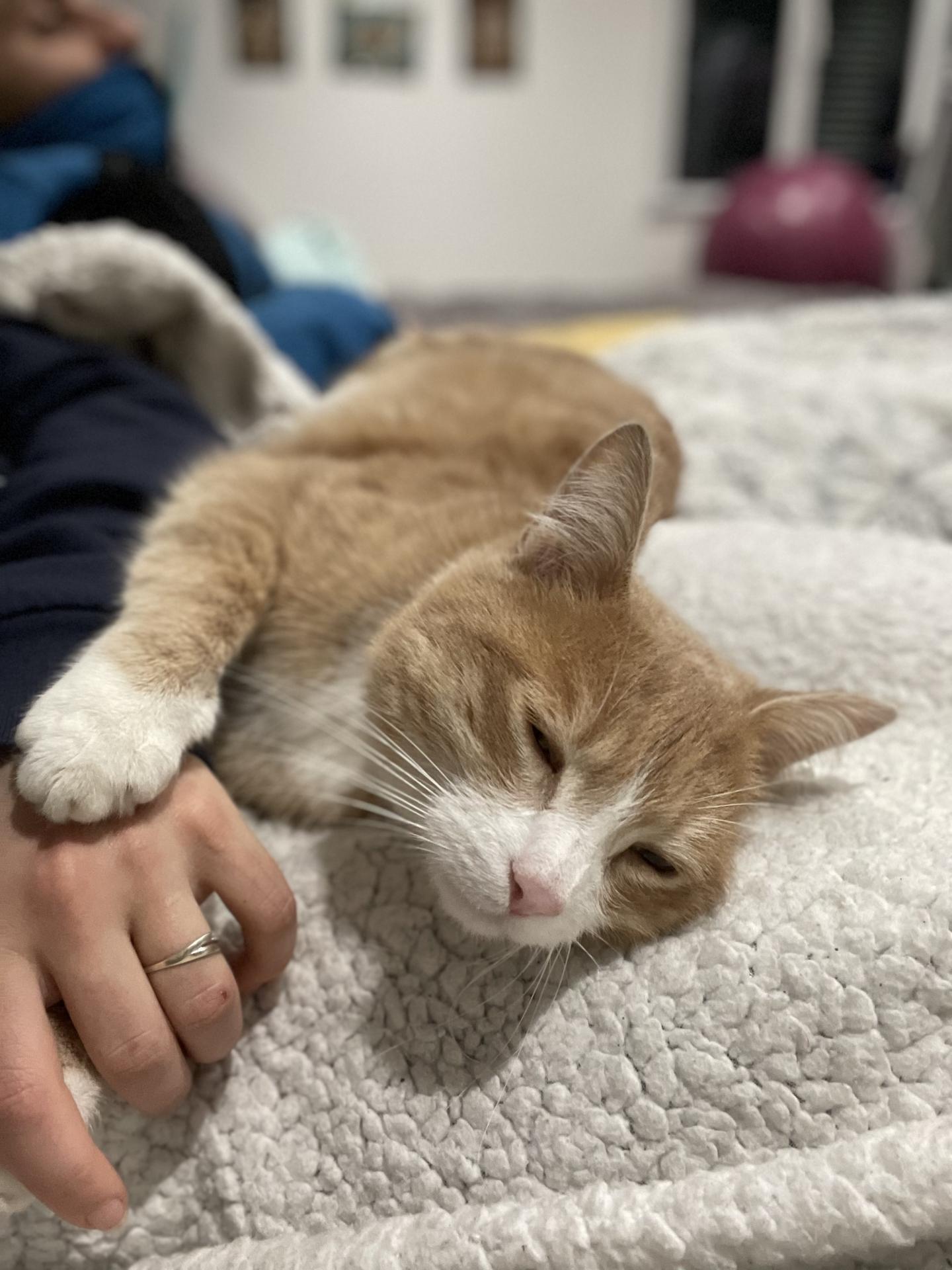 Chat roux mâle